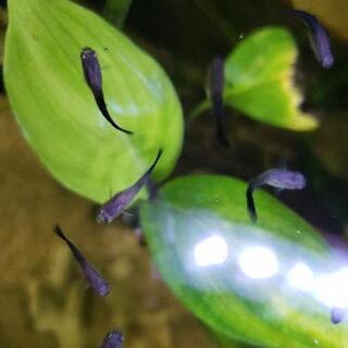 大好評　アクアリウム　グッピー　10匹　元気ですよ。　 