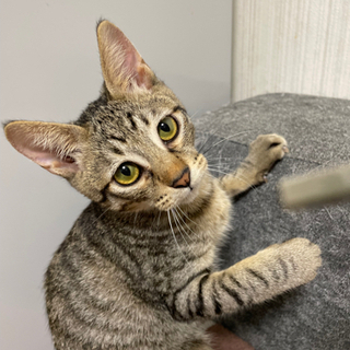 ５ヶ月半のキジ猫