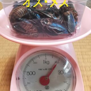 餌用ゴキブリ「デュビア」全サイズ10匹100円の画像