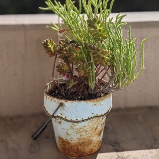 多肉植物＆植物の飾り台