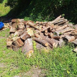 けやき　杉　イチイ　松　サワラ(訳あり)