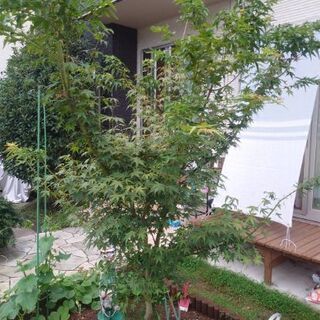 【取引中】枝垂れ紅葉（しだれもみじ）
