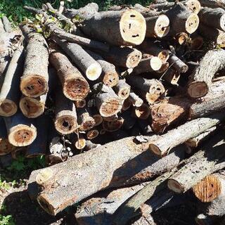 けやき　杉　イチイ　松　サワラ(訳あり)の画像