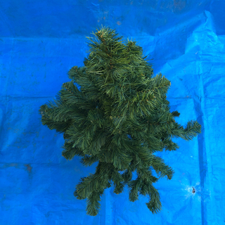 クリスマスツリーの画像