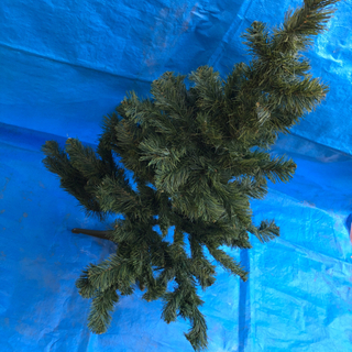 クリスマスツリーの画像