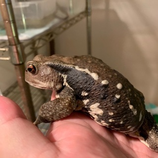 特大！アズマヒキガエル　14〜15㎝の画像