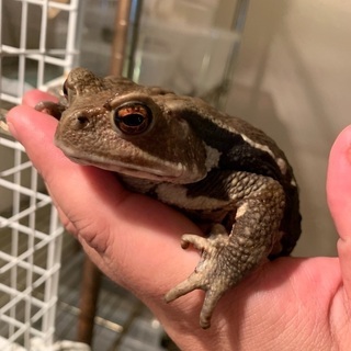 特大！アズマヒキガエル　14〜15㎝の画像