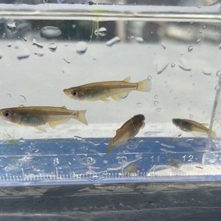 琉球メダカ 国頭北C系 若魚 10匹 (リュウキュウメダカ)の画像