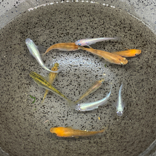 【メダカ】　MIXメダカの画像