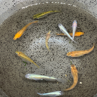 【メダカ】　MIXメダカの画像