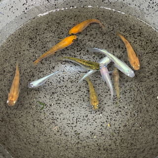 【メダカ】　MIXメダカの画像