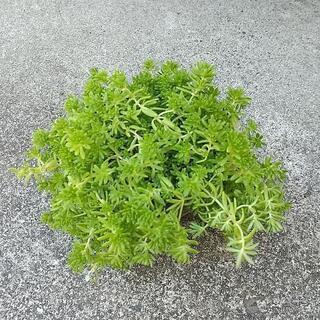 1ポット100円 セダム (マンネングサ)  