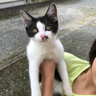 母猫とはぐれた子猫を保護しています。(仮名ちくわくん)