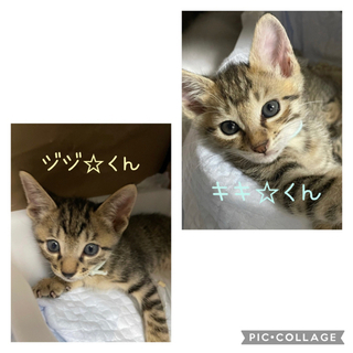 トライアル決定‼️一時募集ストップします。８月３日生まれ　キジトラ・白 - 宇治市
