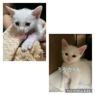 トライアル決定‼️一時募集ストップします。８月３日生まれ　キジトラ・白 - 猫