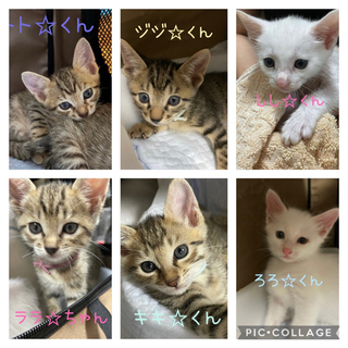 トライアル決定‼️一時募集ストップします。８月３日生まれ　キジトラ・白の画像