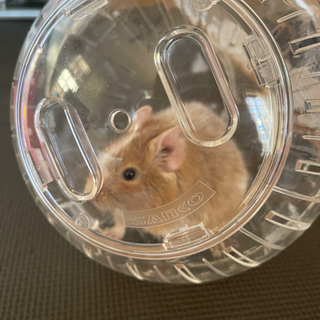 デグー(里親募集中)