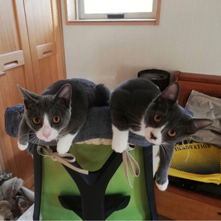 【仔猫5ヶ月】グレー（ロシアンブルー系)と白のソックス　仲良し兄妹 − 神奈川県