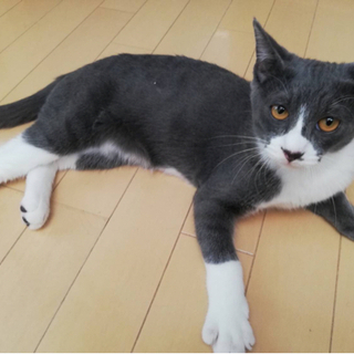 【仔猫5ヶ月】グレー（ロシアンブルー系)と白のソックス　仲良し兄妹 - 相模原市