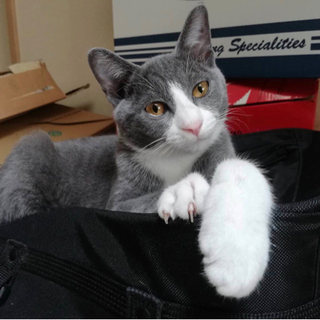 【仔猫5ヶ月】グレー（ロシアンブルー系)と白のソックス　仲良し兄妹 - 猫