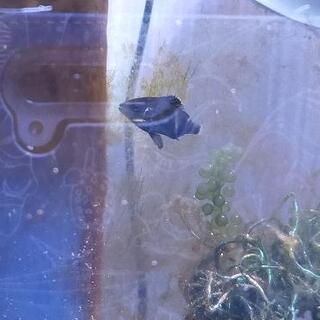 ゴマフエダイ幼魚　海水魚