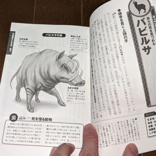【書籍】謎・奇妙・不思議ないきものの画像