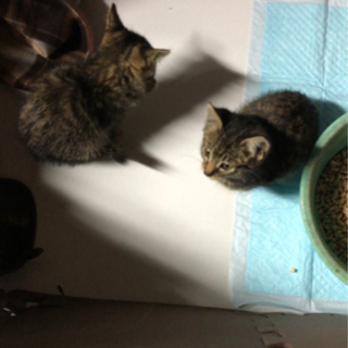 受付終了いたします