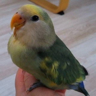 姫路迷子コザクラインコ　探してます。