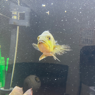 キクラケルベリー　20cm程度　淡水魚
