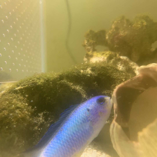 海水魚生体譲り　クマノミ12cm 1匹　アレンズダムセル6cm1匹の画像