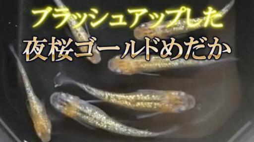夜桜ゴールドのめだかの卵