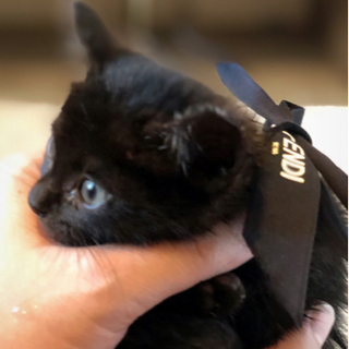 とても可愛い子猫です。里親様募集中しております