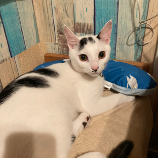 お話し中！子猫オス、生後半年。