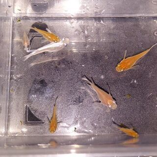 ﾀﾞﾙﾏﾒﾀﾞｶ、半ﾀﾞﾙﾏﾒﾀﾞｶ