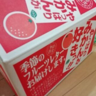 愛媛みかん　一箱