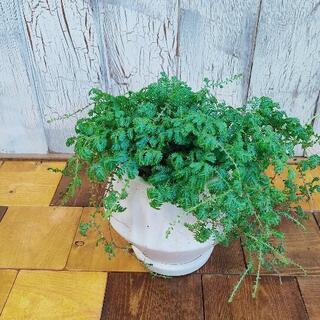 【観葉植物】レインボーファン　受皿付