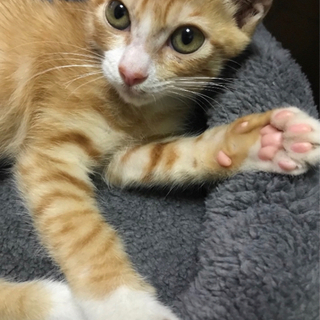 猫好き、音楽好きお友達募集　ツイキャスで猫の配信ライブ