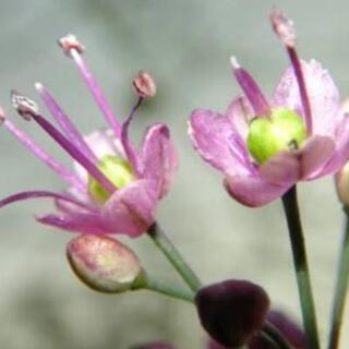 赤色 🥀エシャレット 