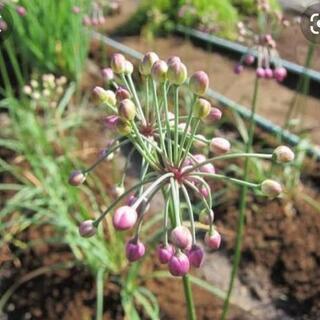 赤色 🥀エシャレット の画像