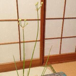 赤色 🥀エシャレット の画像