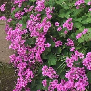 オキザリス🌺ボービー