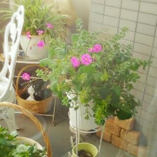 オキザリス🌺ボービーの画像