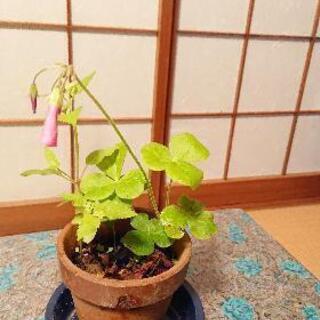 オキザリス🌺ボービーの画像