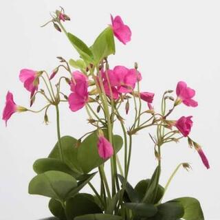 オキザリス🌺ボービーの画像