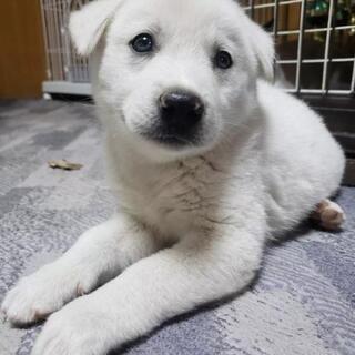 白い子犬