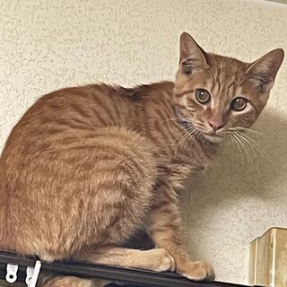 茶トラ（生後3～6ヶ月）の海ちゃんです。【寂しがりやなので2匹同...