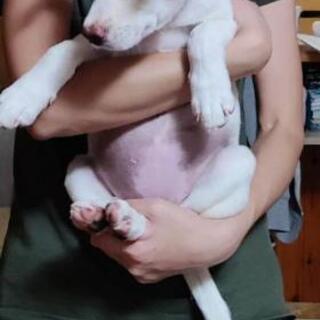 犬譲ります