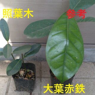 大葉赤鉄（Palaquium formosanum）１苗（実生苗）オオバアカテツの画像