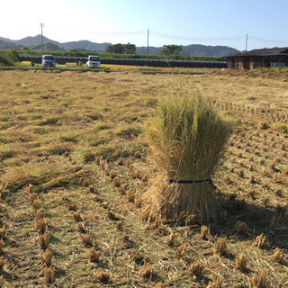 🉐生活応援米🉐新米ヒノヒカリ白米10キロ🌾