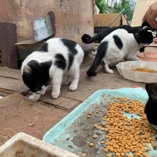 猫ちゃんたちの飼い主募集